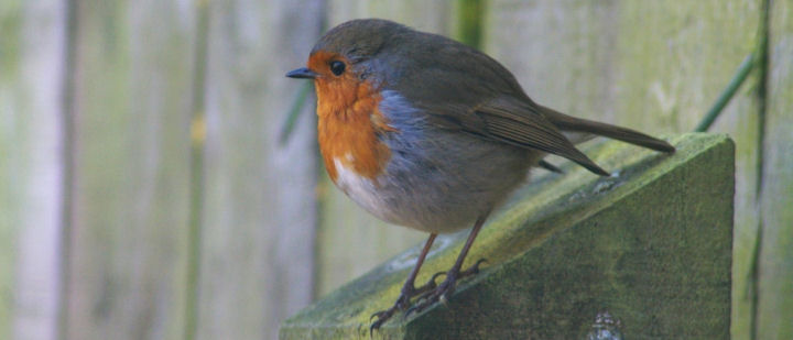 A robin in my garden all fluffed up against the cold.