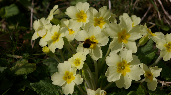 April primroses, the county flower of Devon with a bee fly busily feeding on the nectar.