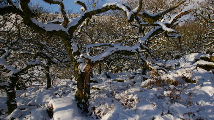 A snowy January scene in the enchanted Wistman's Wood on Dartmoor.