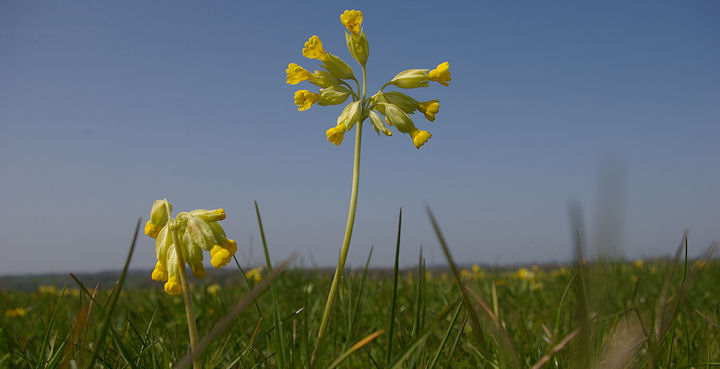 Cowslips in flower on a warm and sunny April day along the south coast of Devon.